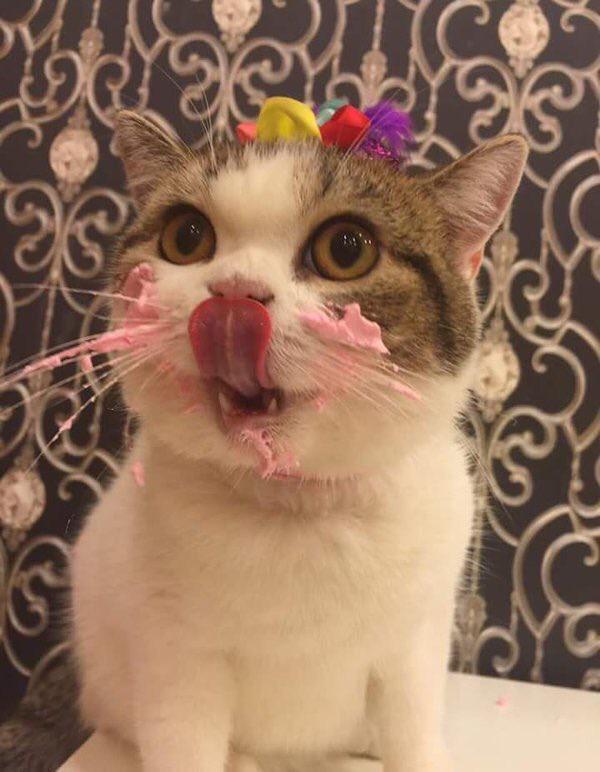 케익 먹는 고양이 | 인스티즈