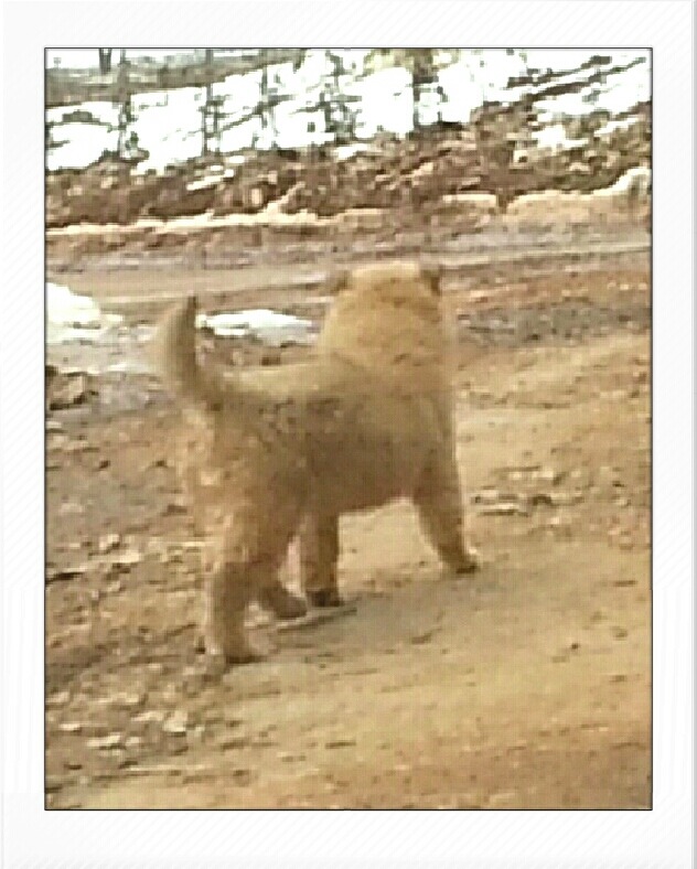 곰순이 이미지