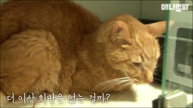 거식증 걸린 고양이 준팔이 그후 | 인스티즈