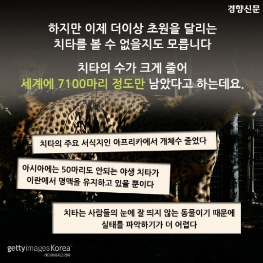 치타가 사라진다 | 인스티즈