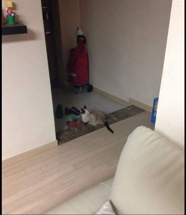 개,고양이 키우는 사람들이 집에 빨리가는이유 | 인스티즈