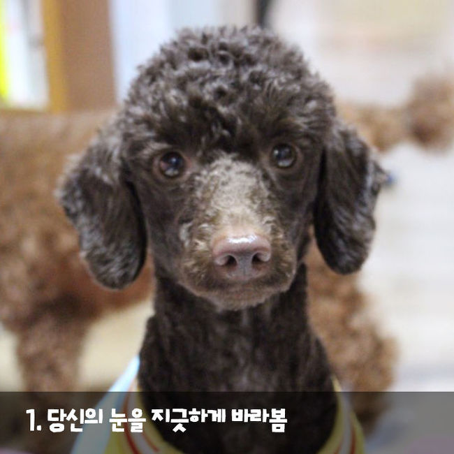 강아지가 나를 사랑한다는 증거 | 인스티즈