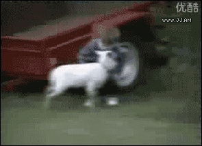 양치기.gif | 인스티즈