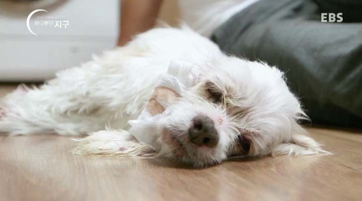  당신은 반려동물과 이별할 준비가 되었나요? | 인스티즈