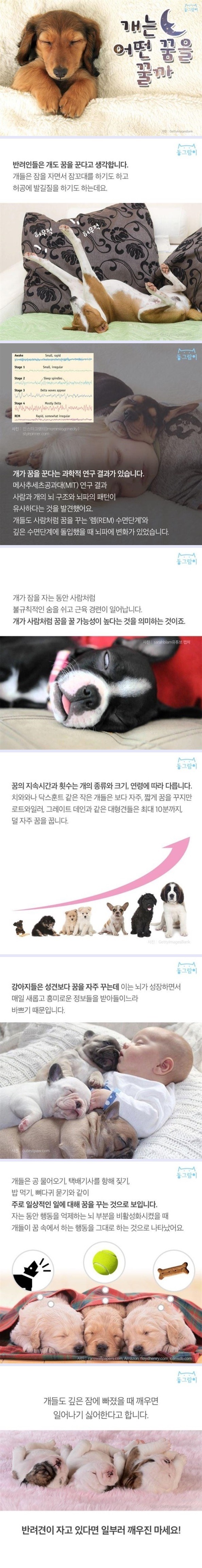 강아지는 어떤 꿈을 꿀까 | 인스티즈