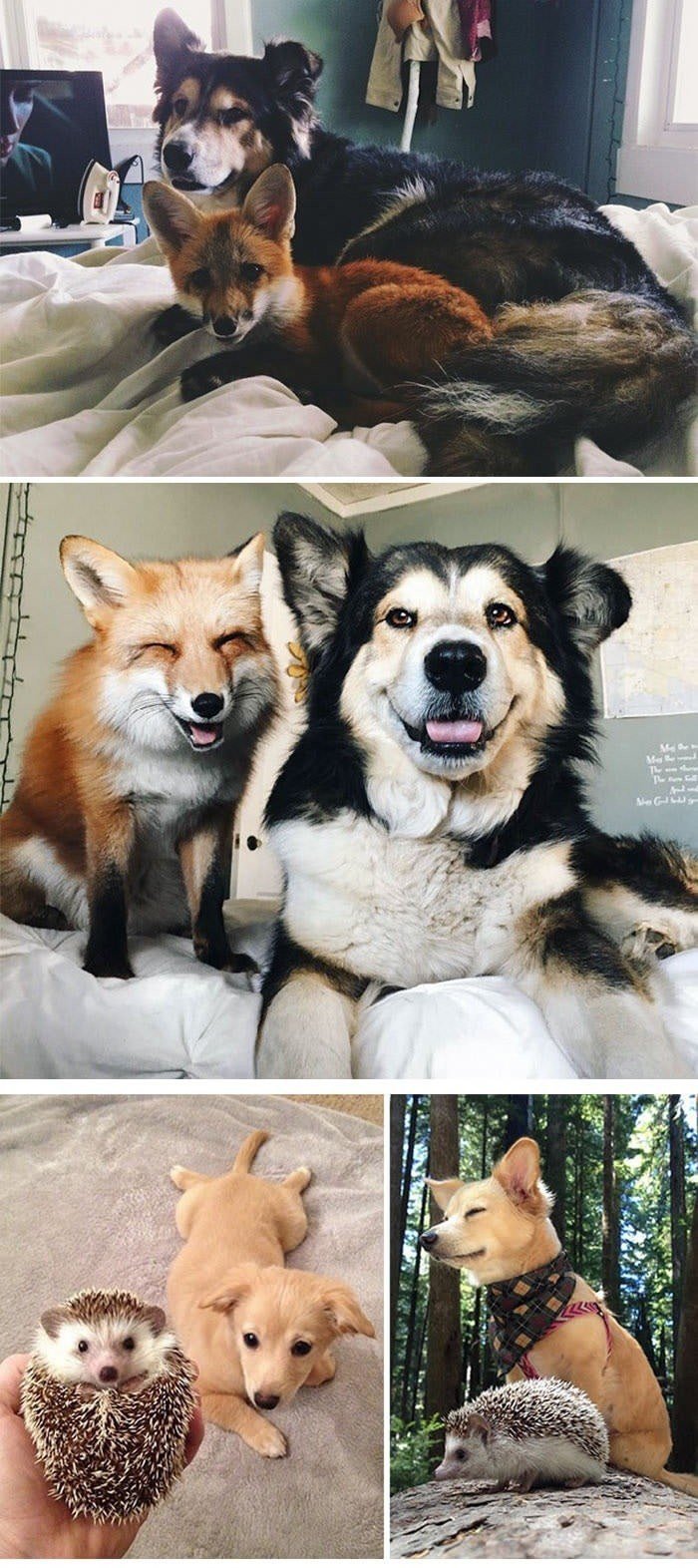 동물들 전과 후 | 인스티즈