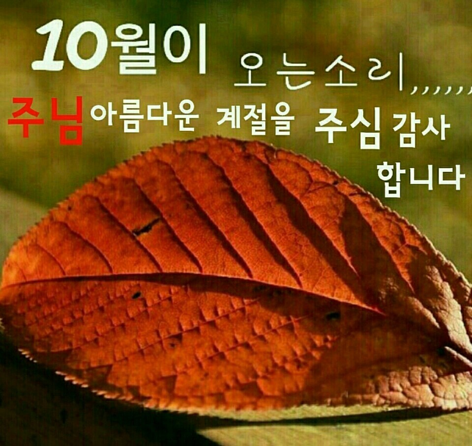 참손가 이미지