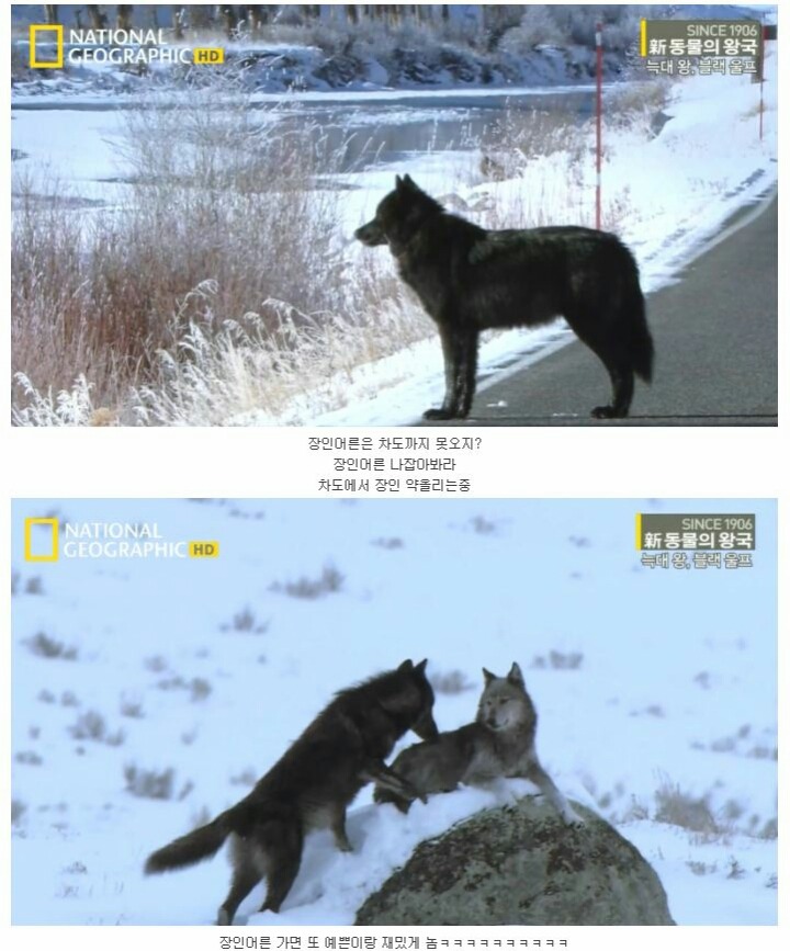 떠돌이 검은늑대 | 인스티즈