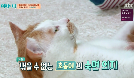 [마리와나] 뚱보냥 호동이 다이어트 시키기 (feat.먼지) | 인스티즈