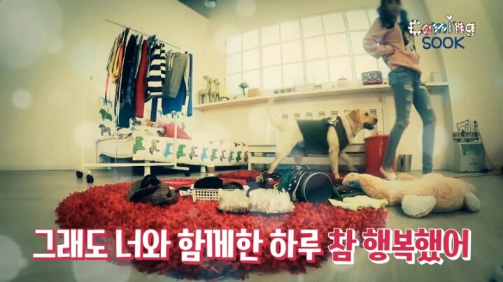 강아지 옷 만드는 지숙.jpg | 인스티즈