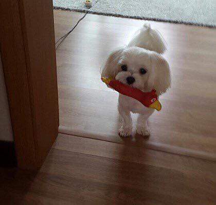 밥 안먹는 멍멍이 밥 먹이기 | 인스티즈