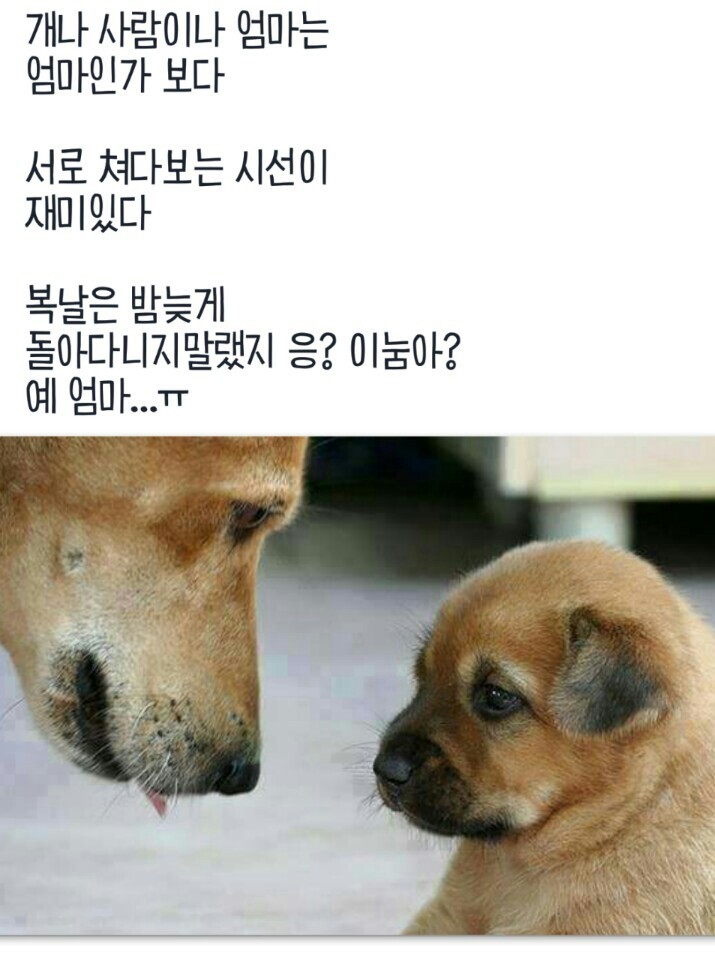 모정 이미지