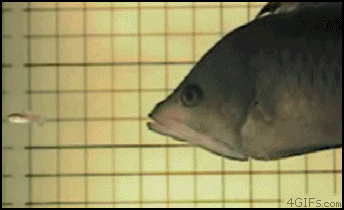 여러 생물들이 사냥하는 장면.gif (혐오주의) | 인스티즈