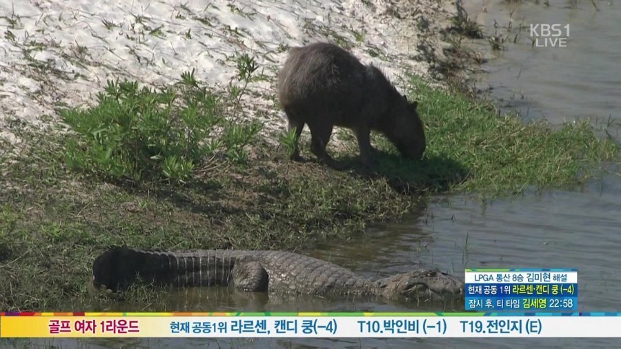 동물들중에 제일 친화력 좋은 친구 '카피바라' | 인스티즈