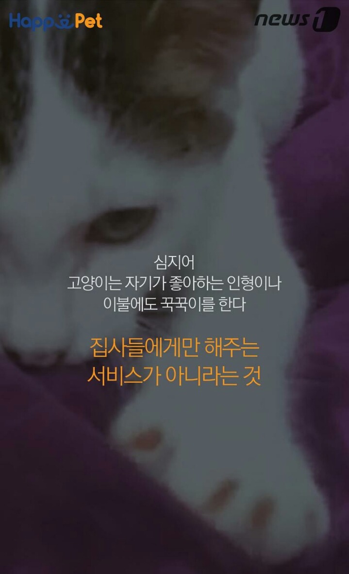 꾹꾹이라 하면 당연히 고냥이부르는거지! | 인스티즈