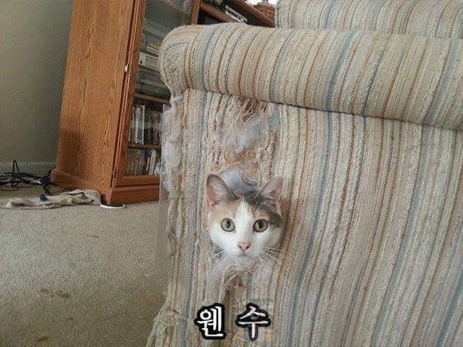 고양이의 위장술 등급.jpg | 인스티즈