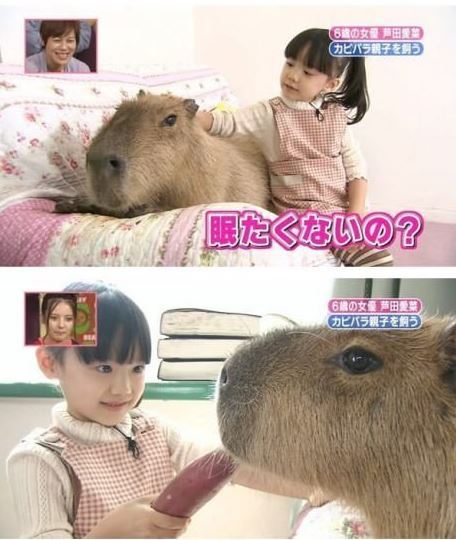 동물들중에 제일 친화력 좋은 친구 '카피바라' | 인스티즈