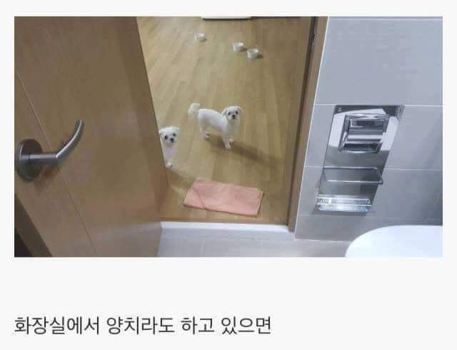 강아지를 키우면 생기는일.jpg | 인스티즈
