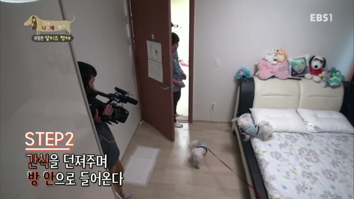 공격적인 반려견이 되는 이유 2부.jp | 인스티즈