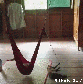 아기와 고양이.gif | 인스티즈
