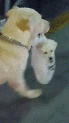 강아지.gif | 인스티즈