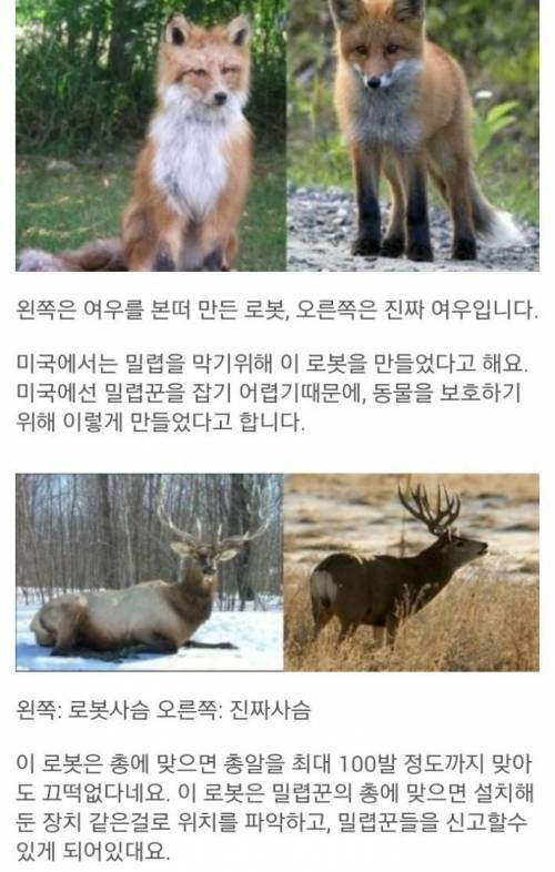 밀렵을 막는방법 | 인스티즈