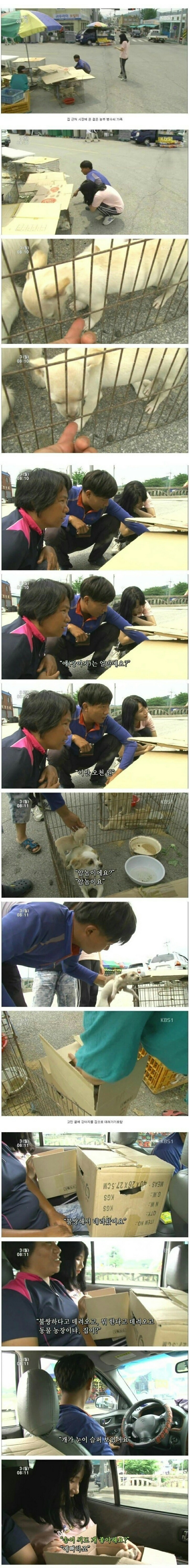 시장에서 파는 강아지 | 인스티즈
