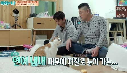 [마리와나] 뚱보냥 호동이 다이어트 시키기 (feat.먼지) | 인스티즈