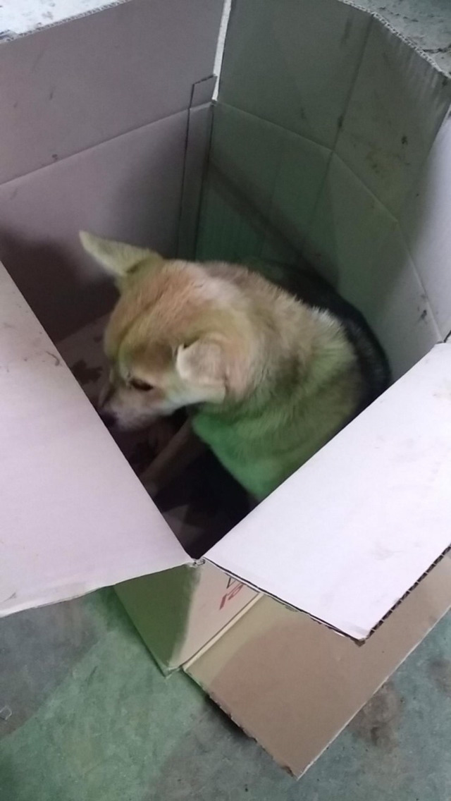 훈훈하다고 돌아다니는 개짤의 진실 (경찰서 잠자는개) ...... jpg | 인스티즈