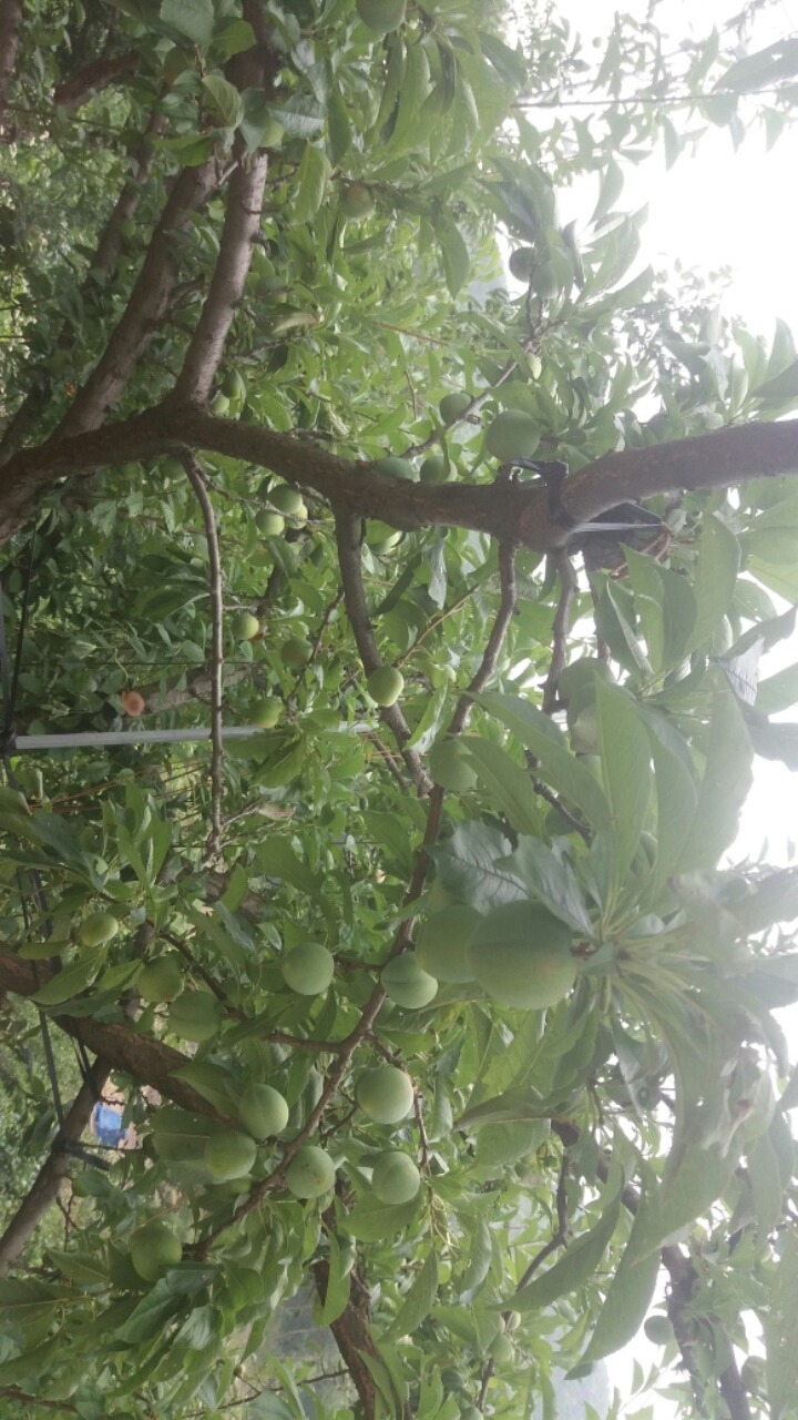 산중농원 이미지