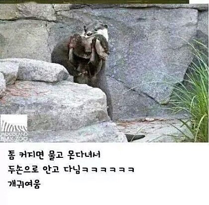 당연히 모든 수달(짱덕사주의ㅠㅠ) | 인스티즈