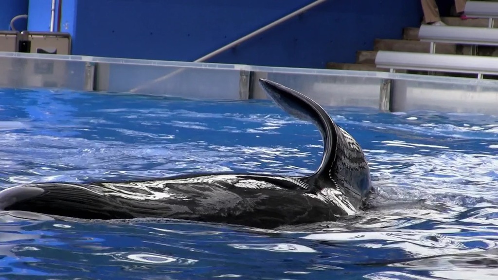 [다큐] blackfish 세계 최대 규모 아쿠아리움 씨월드의 비밀 | 인스티즈