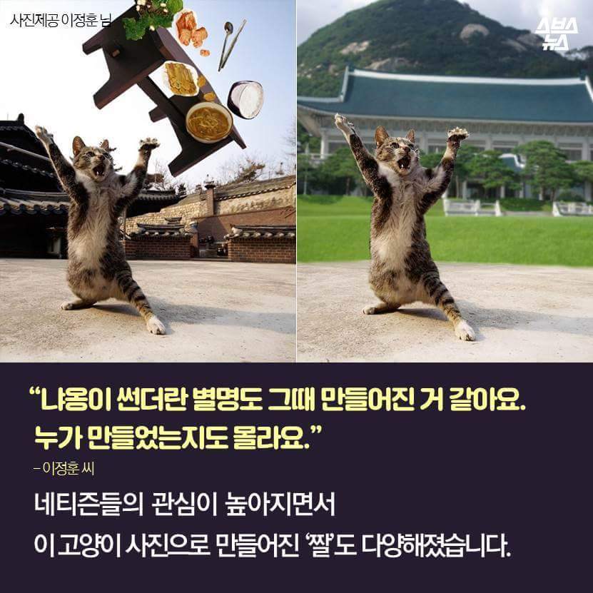 지구촌 짤 '냐옹이 썬더'의 비밀 | 인스티즈