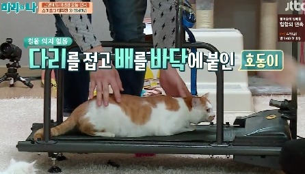 [마리와나] 뚱보냥 호동이 다이어트 시키기 (feat.먼지) | 인스티즈