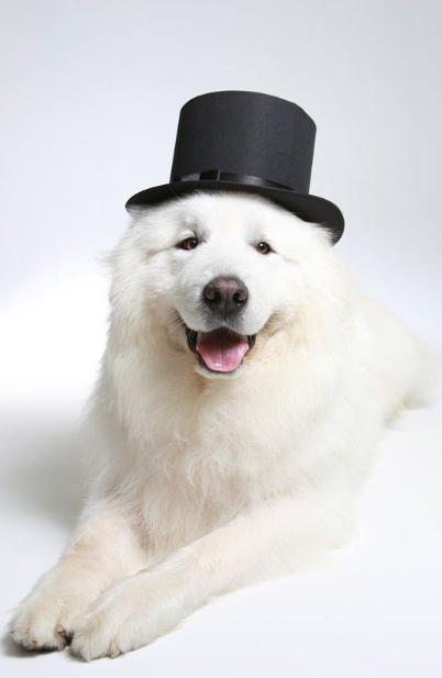 그레이트 피레니즈에 대하여 | 인스티즈