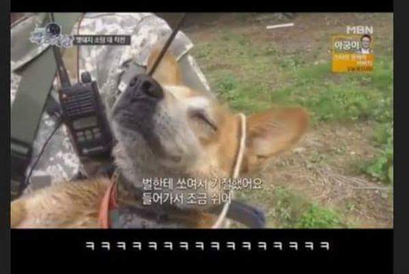 맷돼지 전문 사냥개의 위엄.jpg | 인스티즈