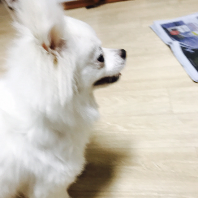 강아지를 보호하고 있습니다..!!!!!!!!! | 인스티즈