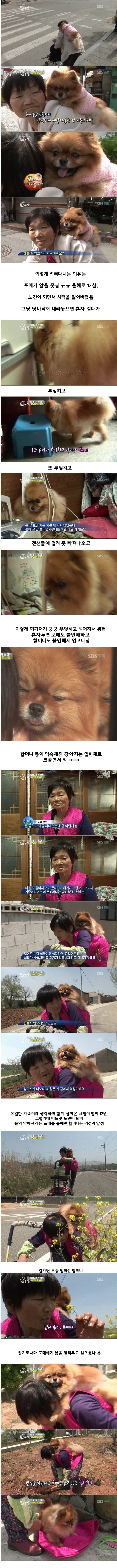 할머니와 강아지 | 인스티즈