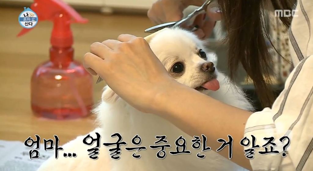 순심이 이미지