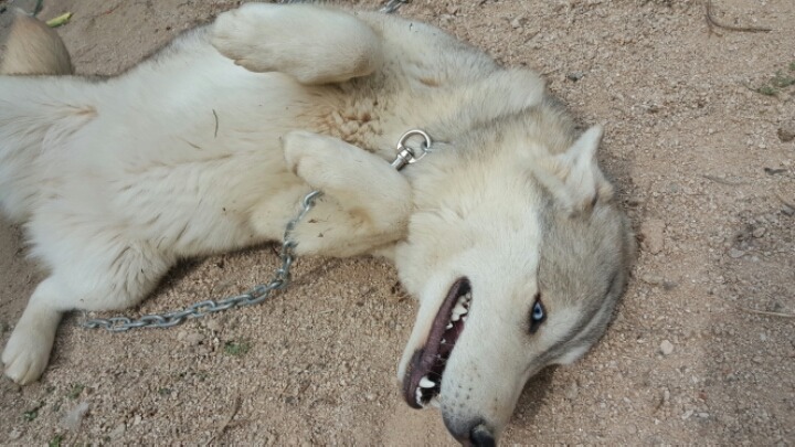 진도스키 1일부터 8개월 까지 성장과정 심쿵사백프로 도전! | 인스티즈