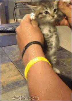 고양이 짤 | 인스티즈
