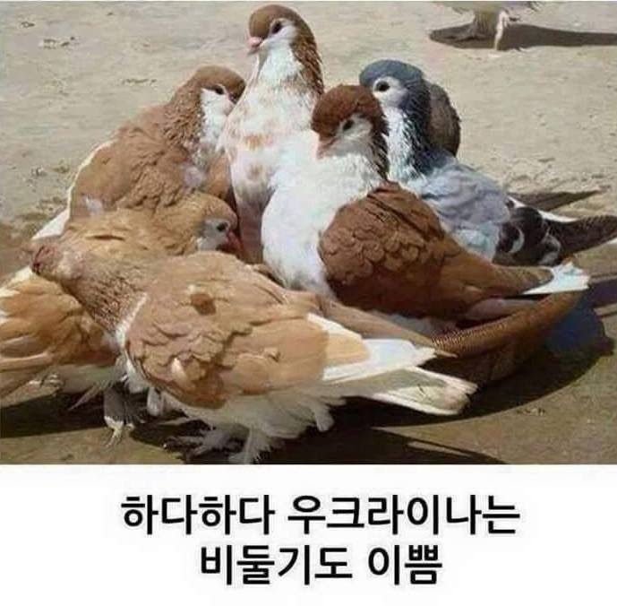 우크라이나 비둘기 | 인스티즈