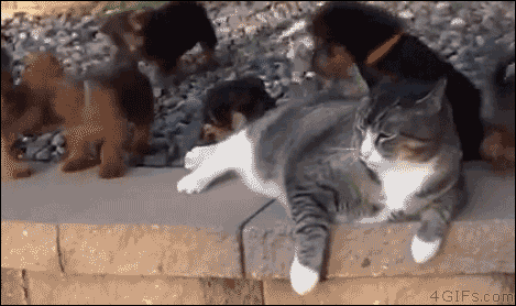 사이 좋은 개와 고양이.gif | 인스티즈