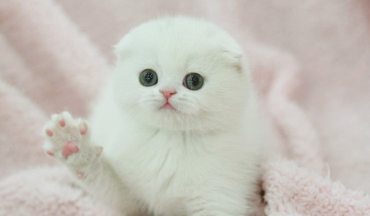 고양이 발바닥 | 인스티즈