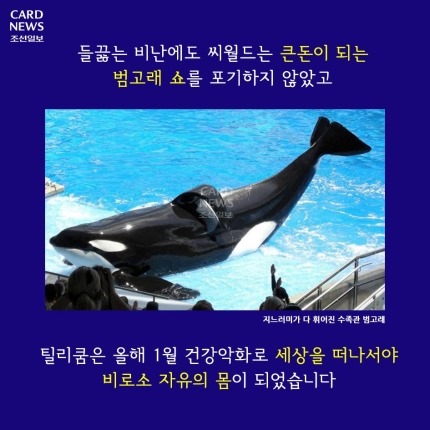 범고래가 사람을 죽인 이유 | 인스티즈