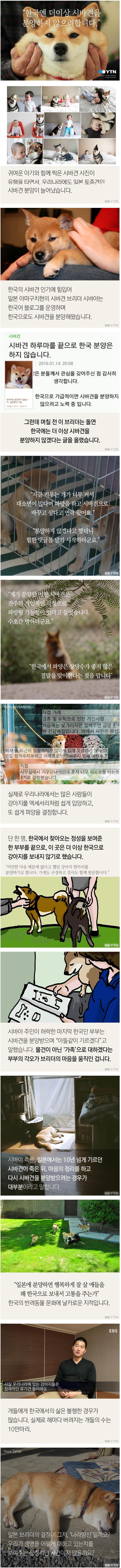 한국에서 시바견 분양이 안되는 이유.jpg | 인스티즈