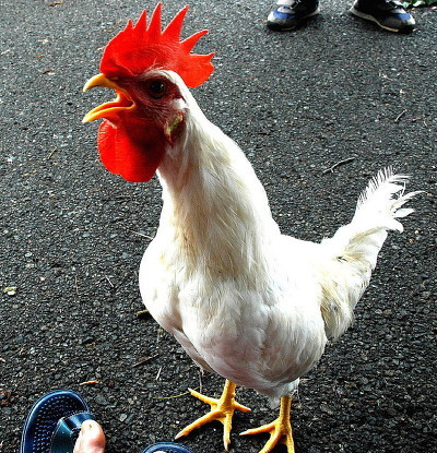 꼬끼요 이미지