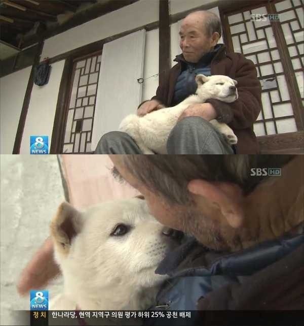 치매 할아버지를 구한 풍산개 | 인스티즈