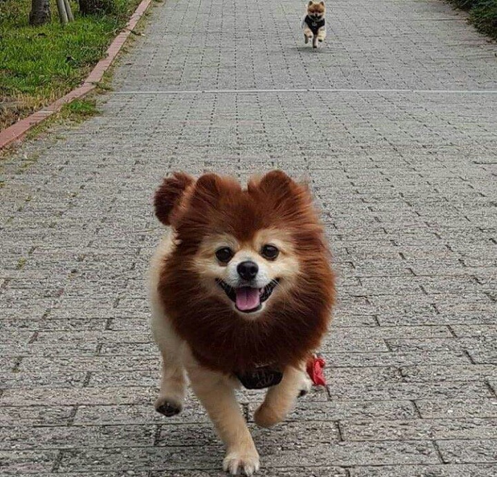 포메리안 일진 컷 | 인스티즈