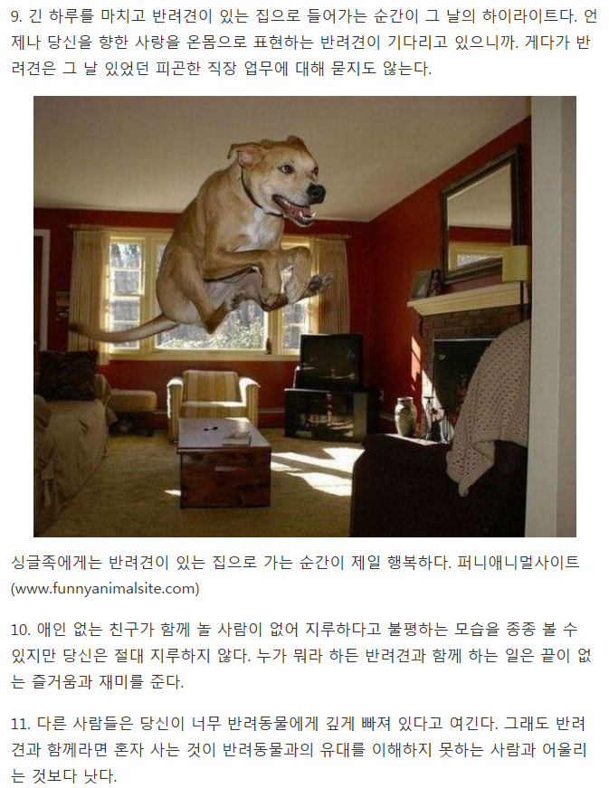 반려견을 키우는 싱글이라면 공감할 사실 11가지 | 인스티즈